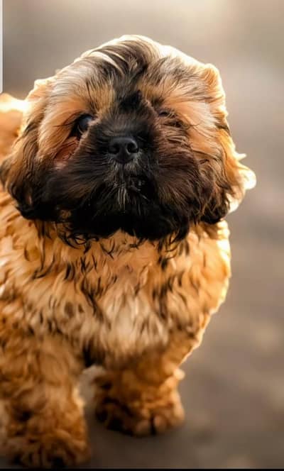 dog for sell