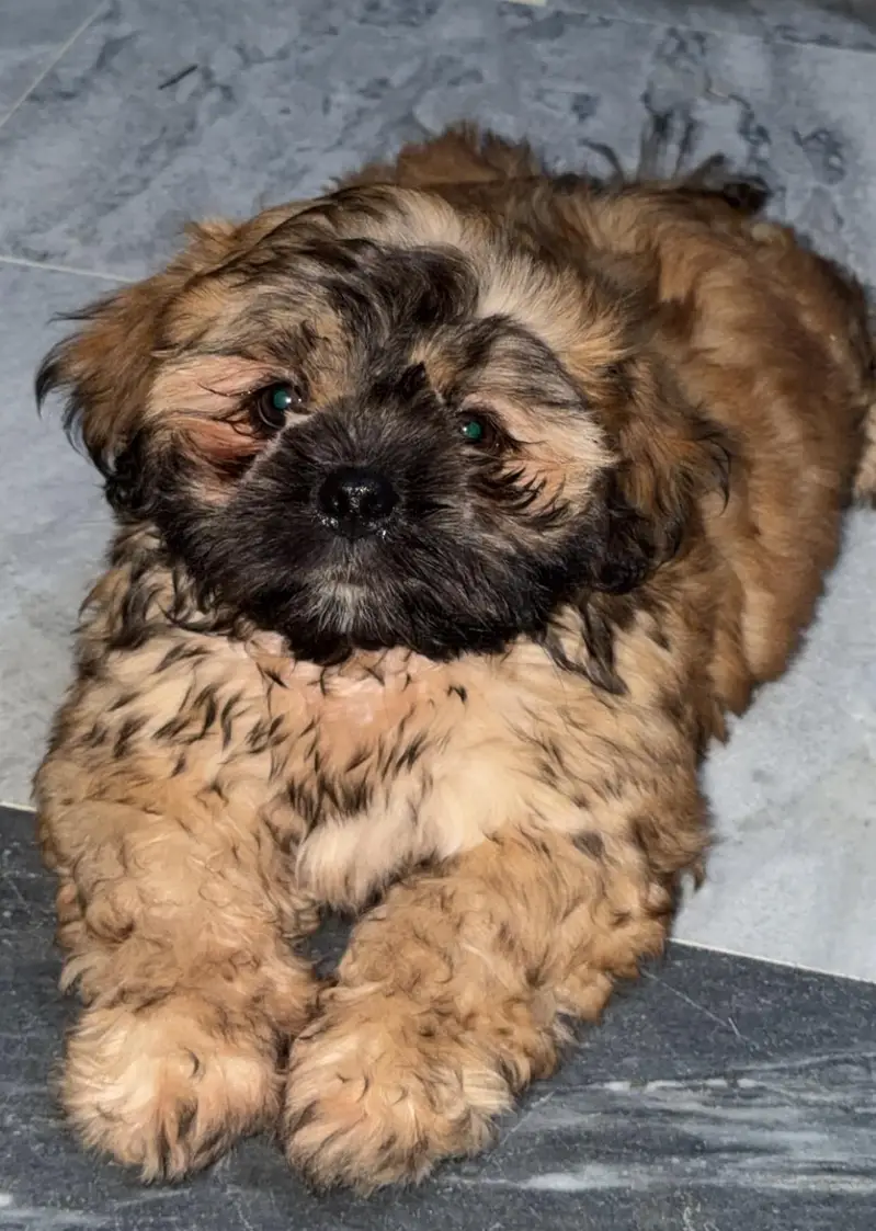 dog for sell — photo 2