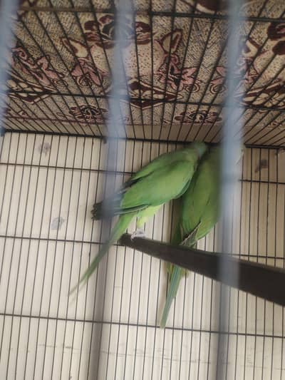 Green parrot male for sale