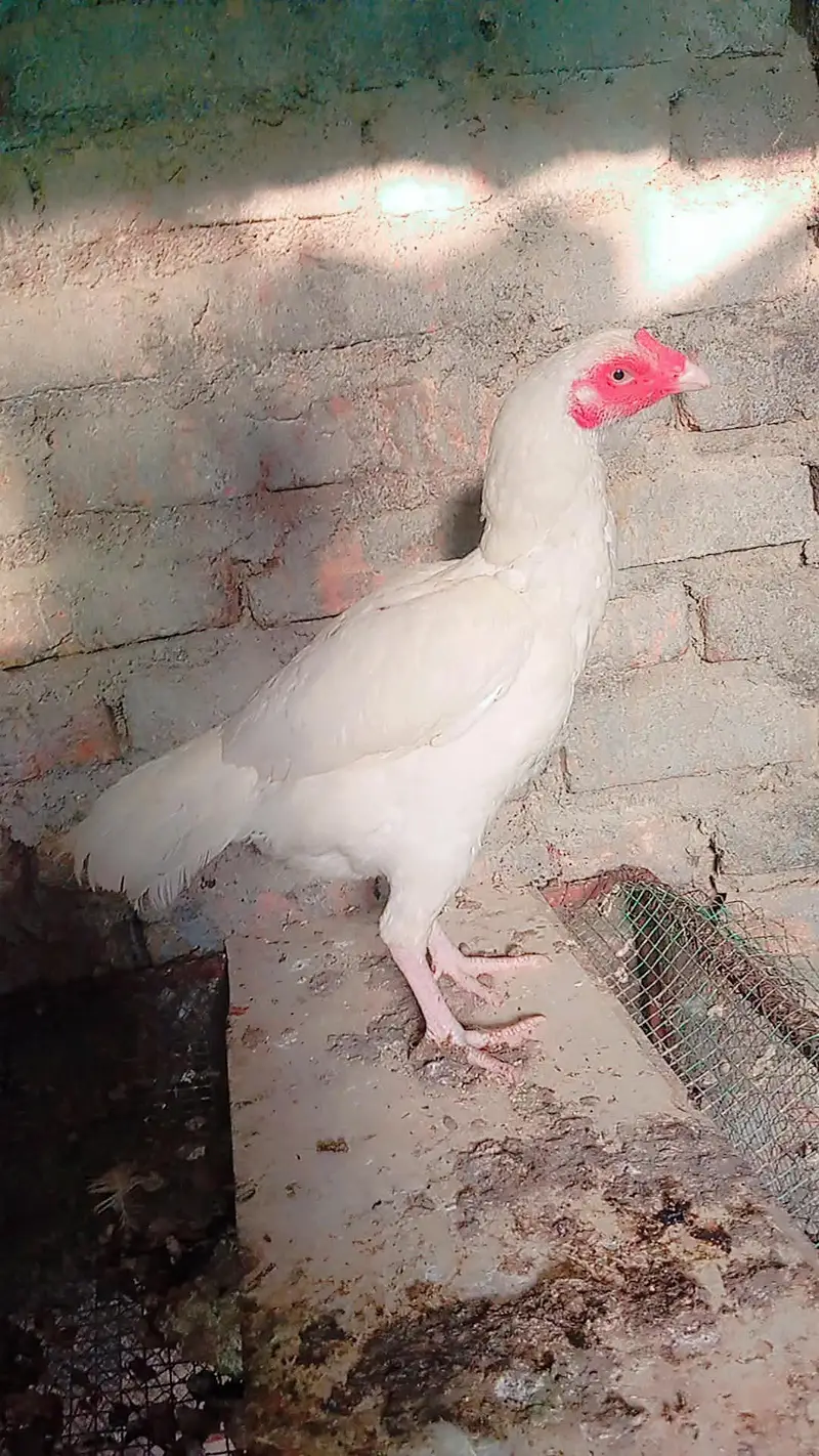 Heera Madi — photo 2