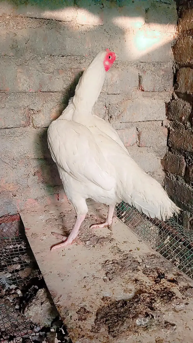 Heera Madi — photo 3