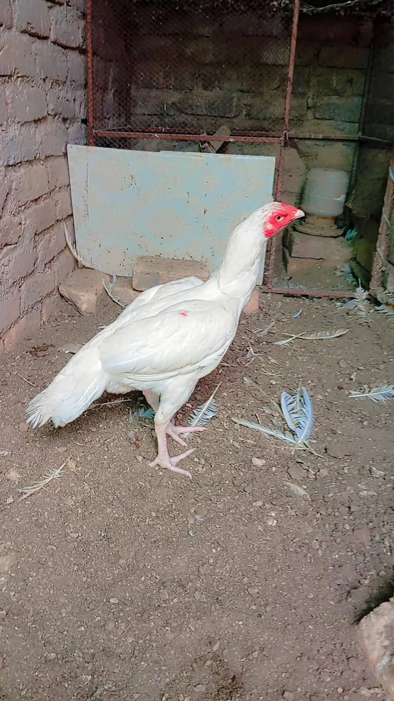 Heera Madi 3