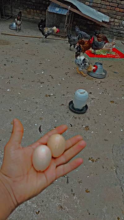 Desi eggs (03444608899)