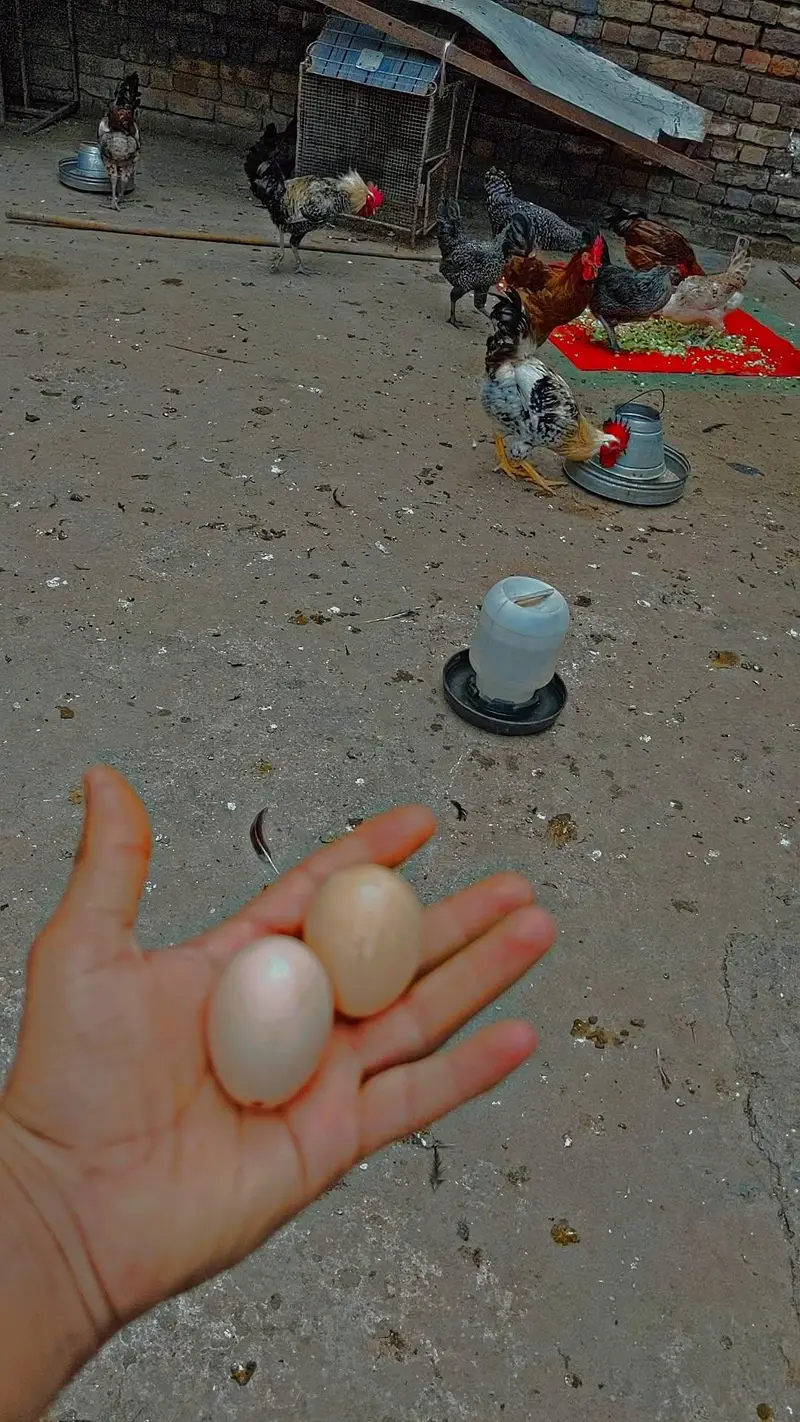 Desi eggs (03444608899)