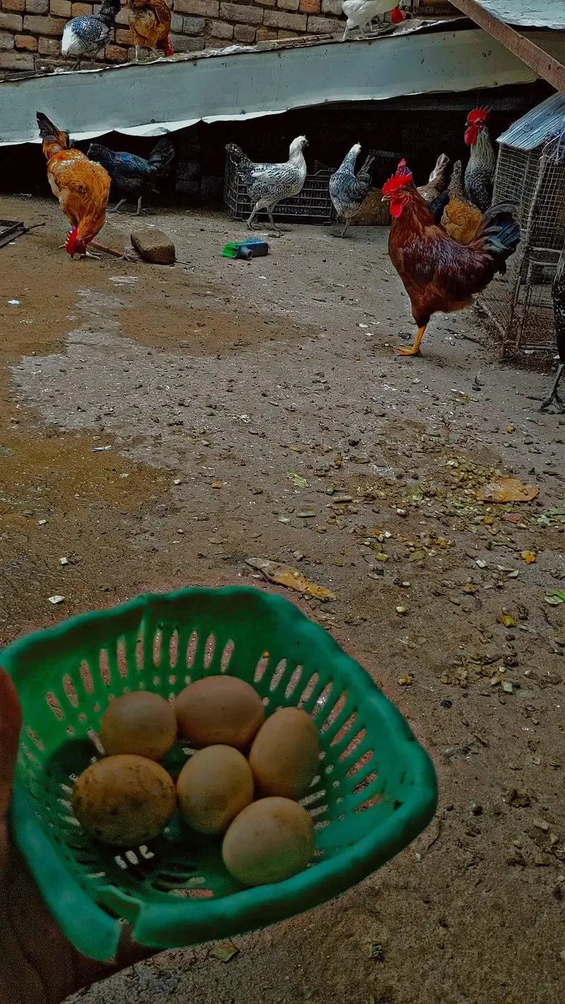 Desi eggs (03444608899) — photo 2