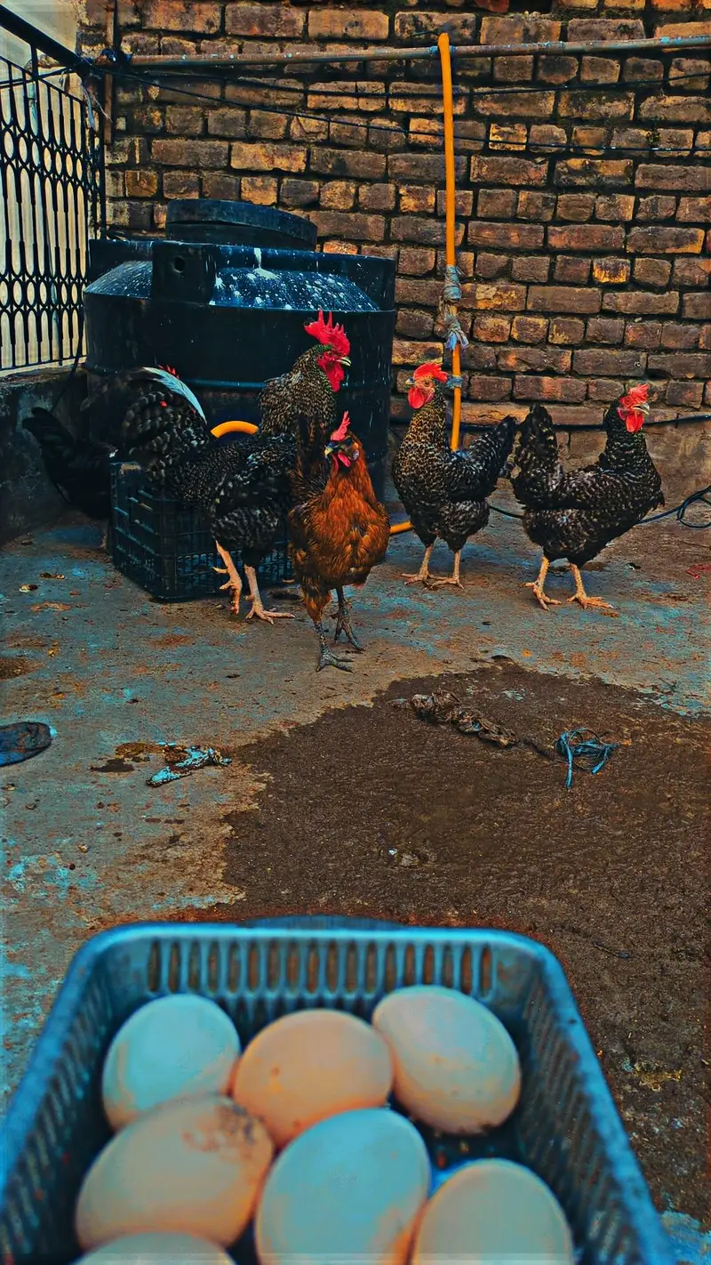 Desi eggs (03444608899) — photo 3
