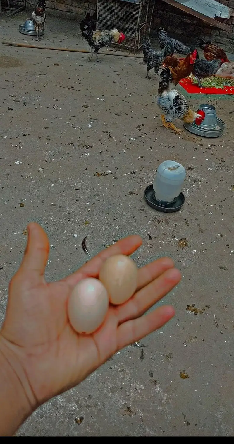 Desi eggs (03444608899) — photo 4