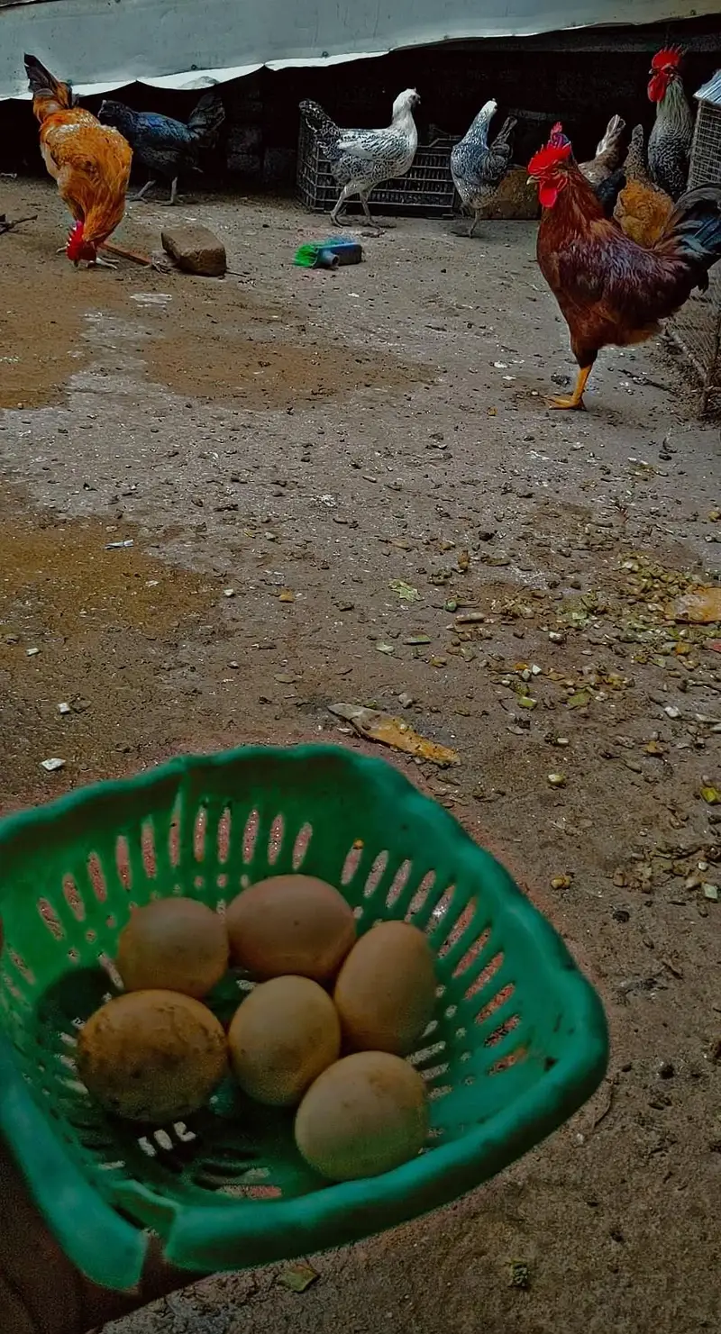 Desi eggs (03444608899) — photo 5