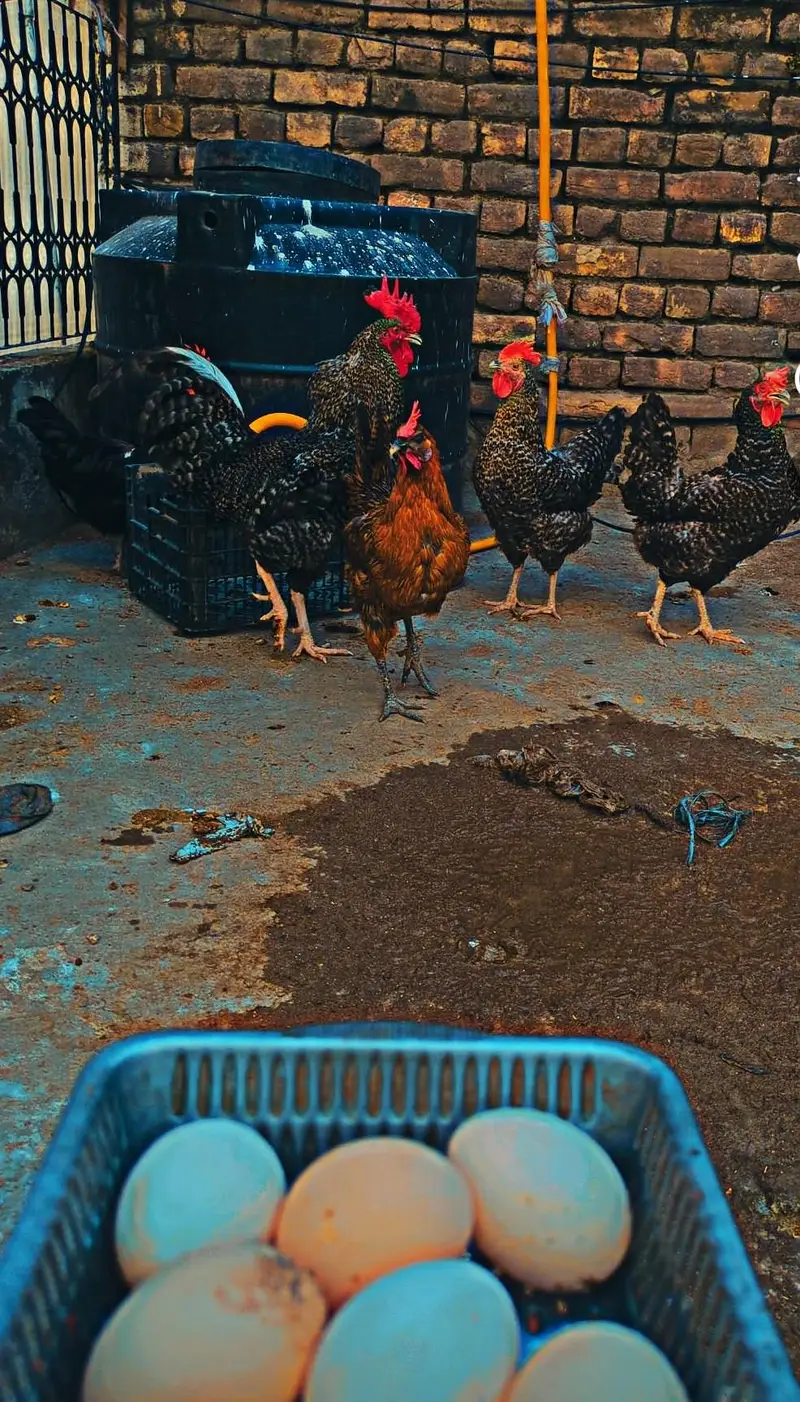Desi eggs (03444608899) — photo 6