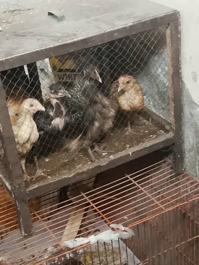 the hen chicks