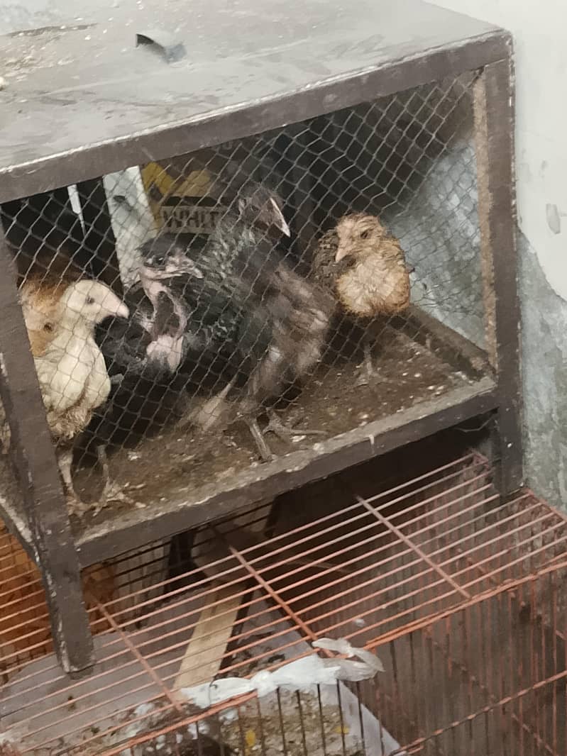 the hen chicks 0