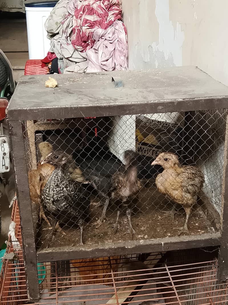 the hen chicks 1