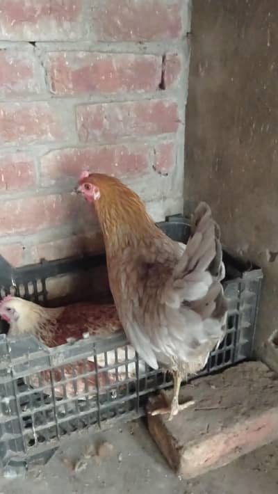 golden misre hens for sale