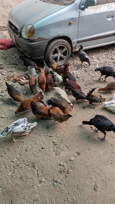 desi pathia for sale