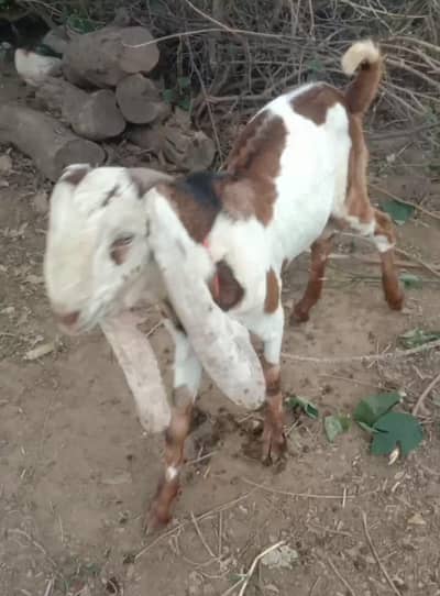 Bakra for sale