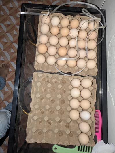 desi eggs