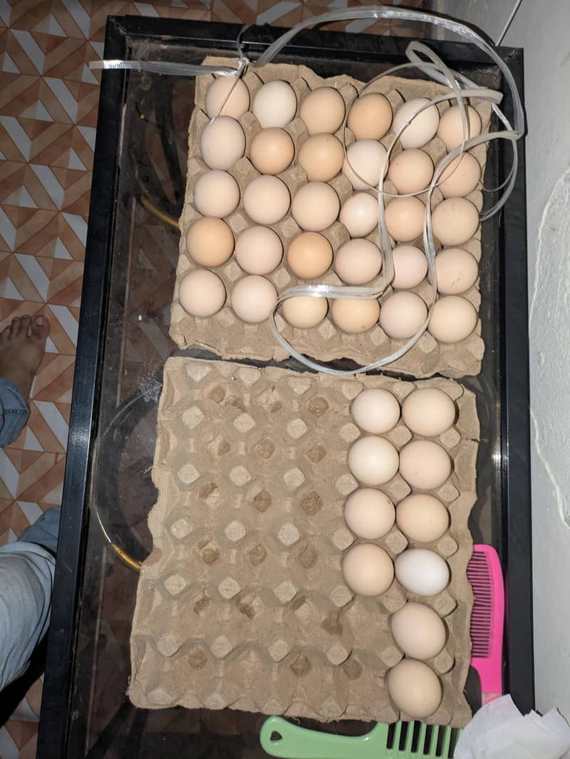 desi eggs 0