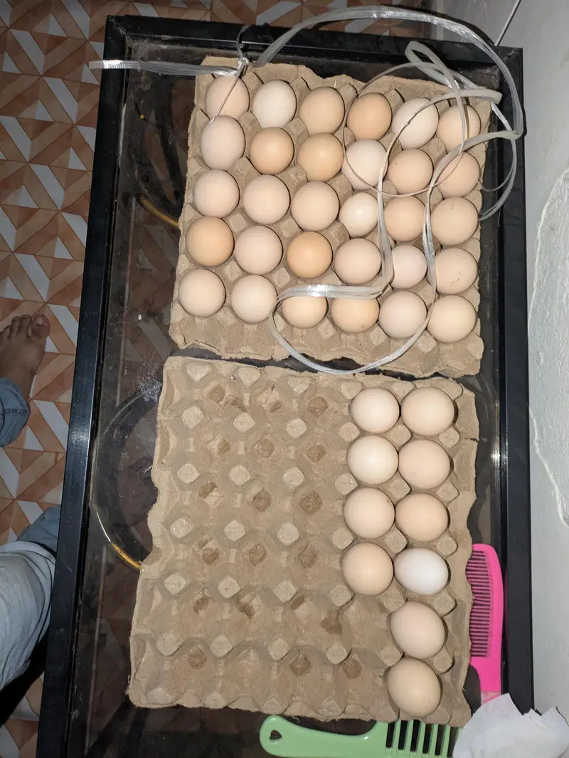 desi eggs