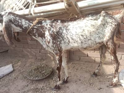 urgent code for sale makkhi chini bakri contact number 03321065193