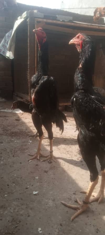 Shamo | Aseel Shamo | Black shamo | German Shamo | Shamo For Sale