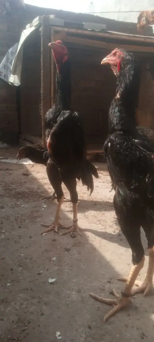 Shamo | Aseel Shamo | Black shamo | German Shamo | Shamo For Sale