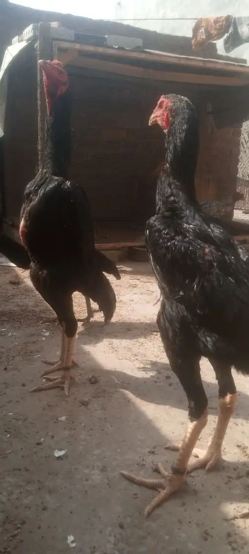 Shamo | Aseel Shamo | Black shamo | German Shamo | Shamo For Sale — photo 2