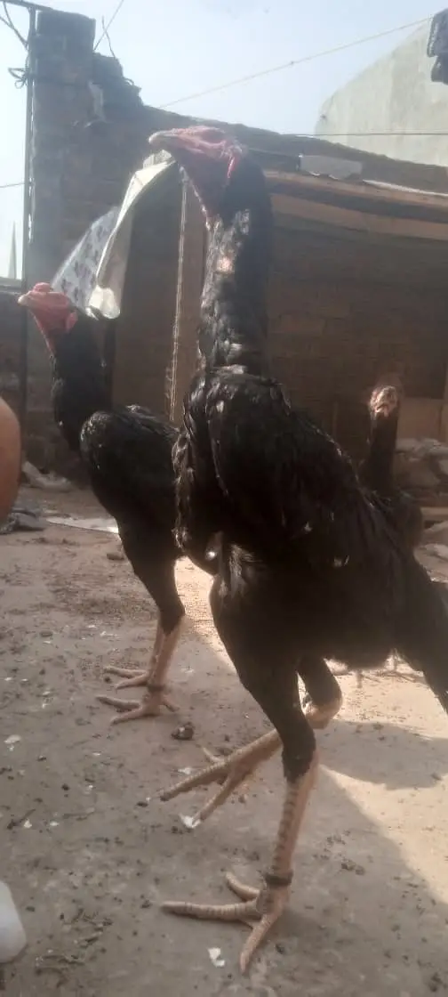 Shamo | Aseel Shamo | Black shamo | German Shamo | Shamo For Sale — photo 3