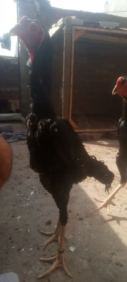 Shamo | Aseel Shamo | Black shamo | German Shamo | Shamo For Sale — photo 4