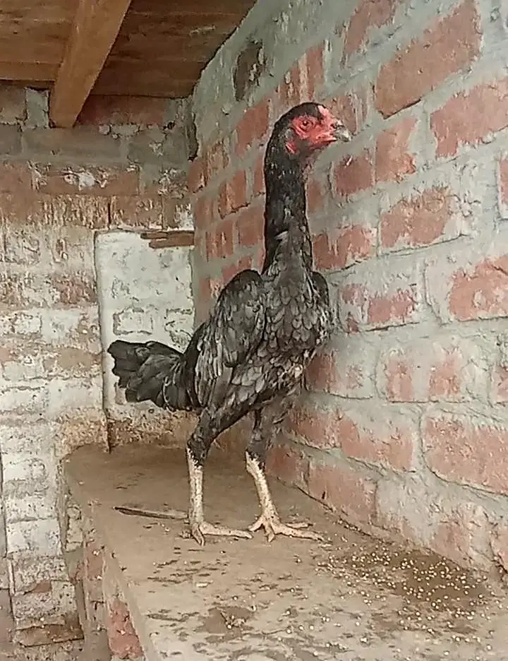 japanese pakoy — photo 5