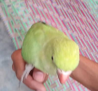 hand time talking parrot patha ha abhi  gisko chahiya rabta kara