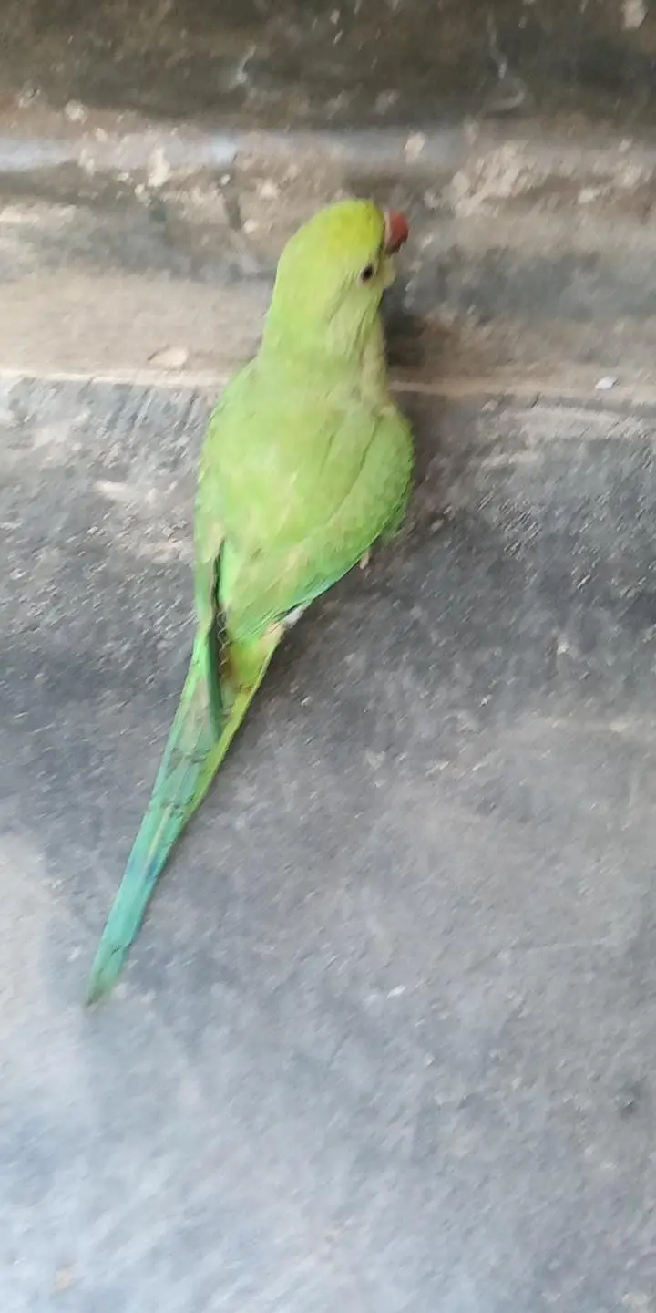 hand time talking parrot patha ha abhi  gisko chahiya rabta kara — photo 2