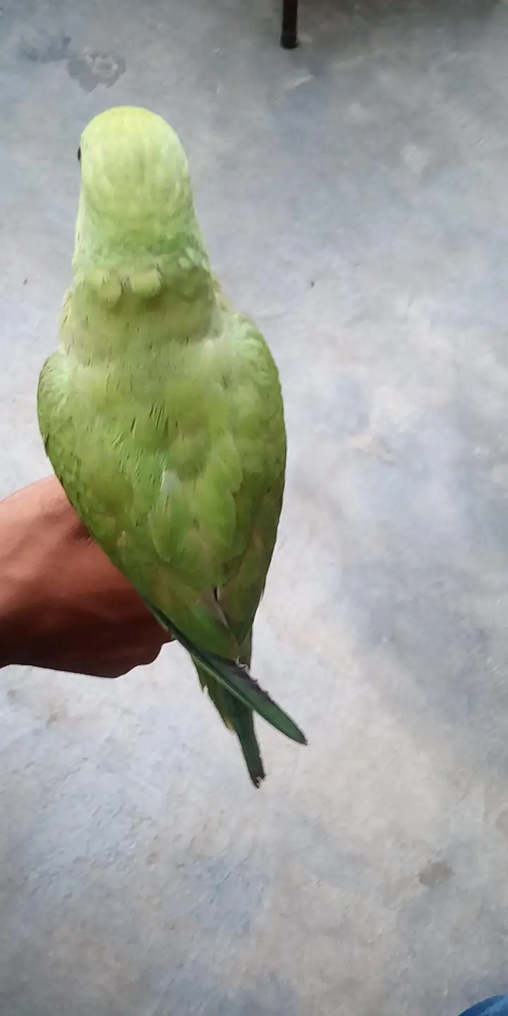 hand time talking parrot patha ha abhi  gisko chahiya rabta kara — photo 3