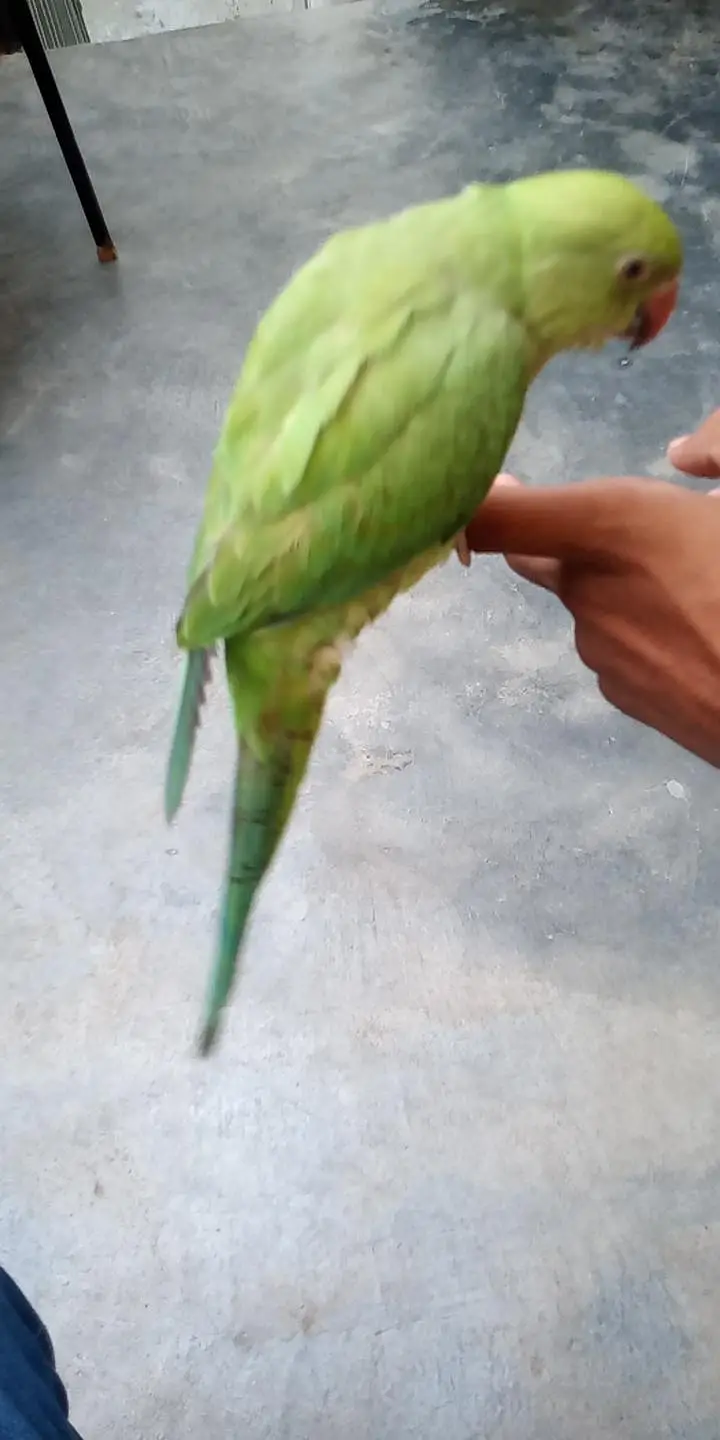 hand time talking parrot patha ha abhi  gisko chahiya rabta kara — photo 4