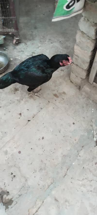 Mian wali breeder female