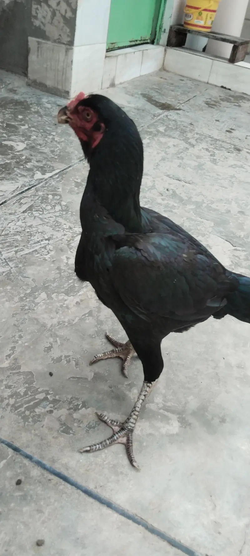 Mian wali breeder female — photo 2