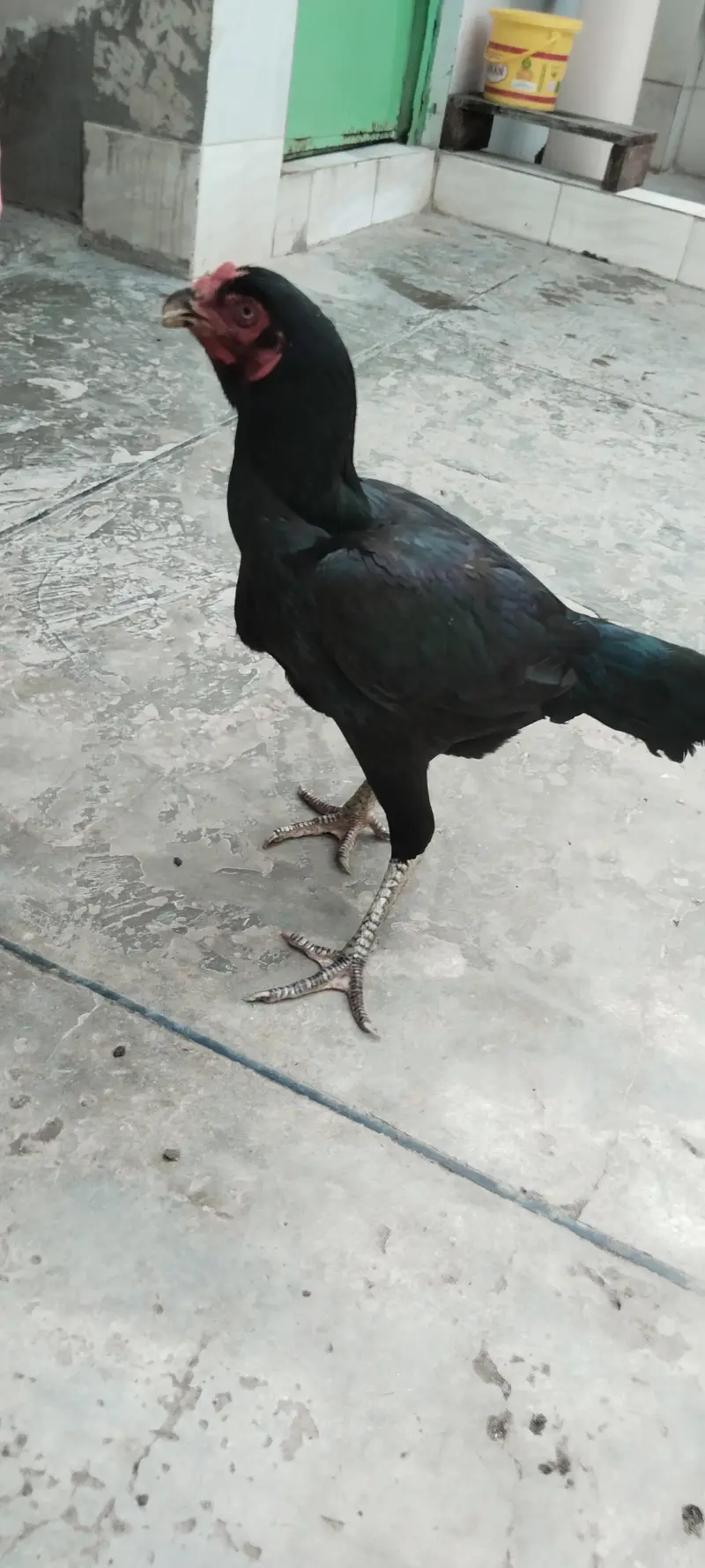 Mian wali breeder female — photo 3