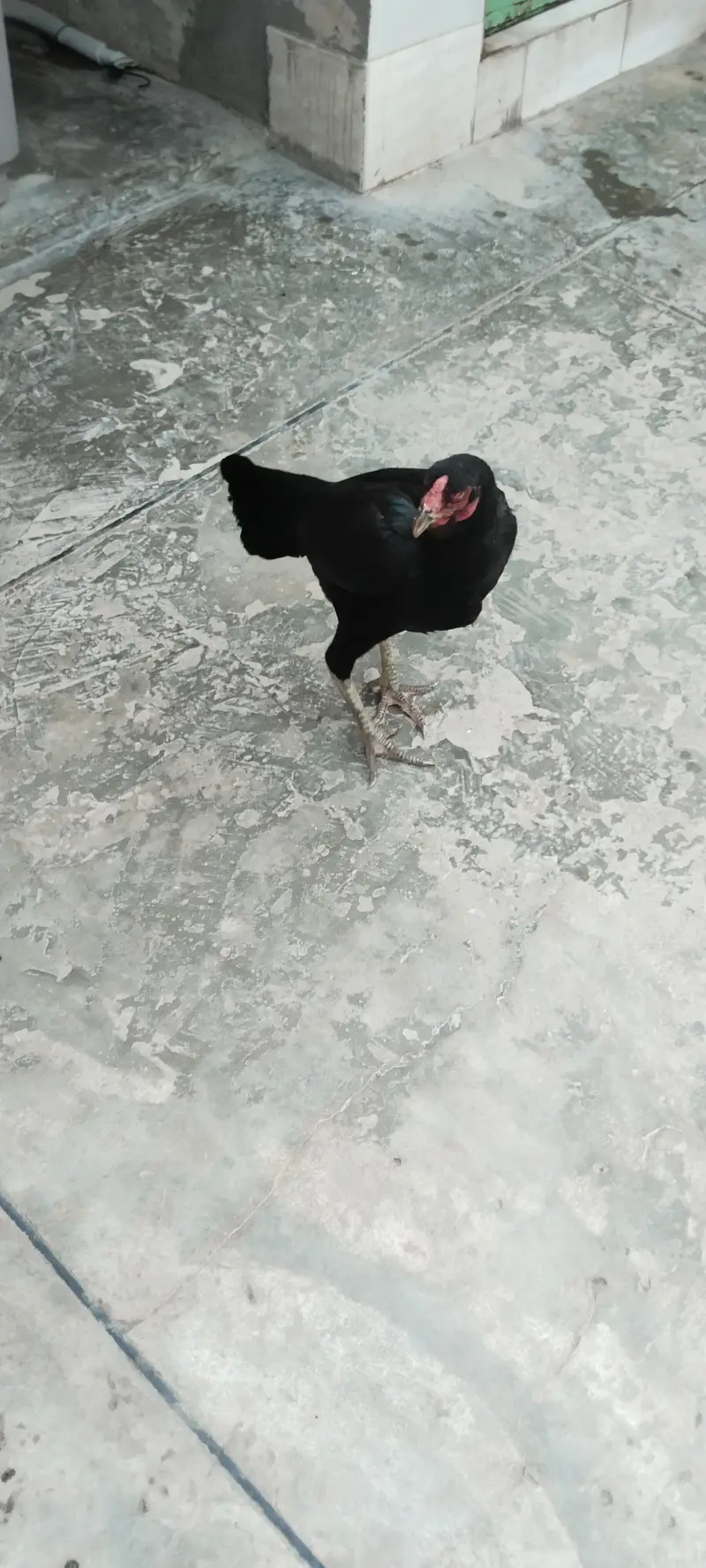 Mian wali breeder female — photo 4