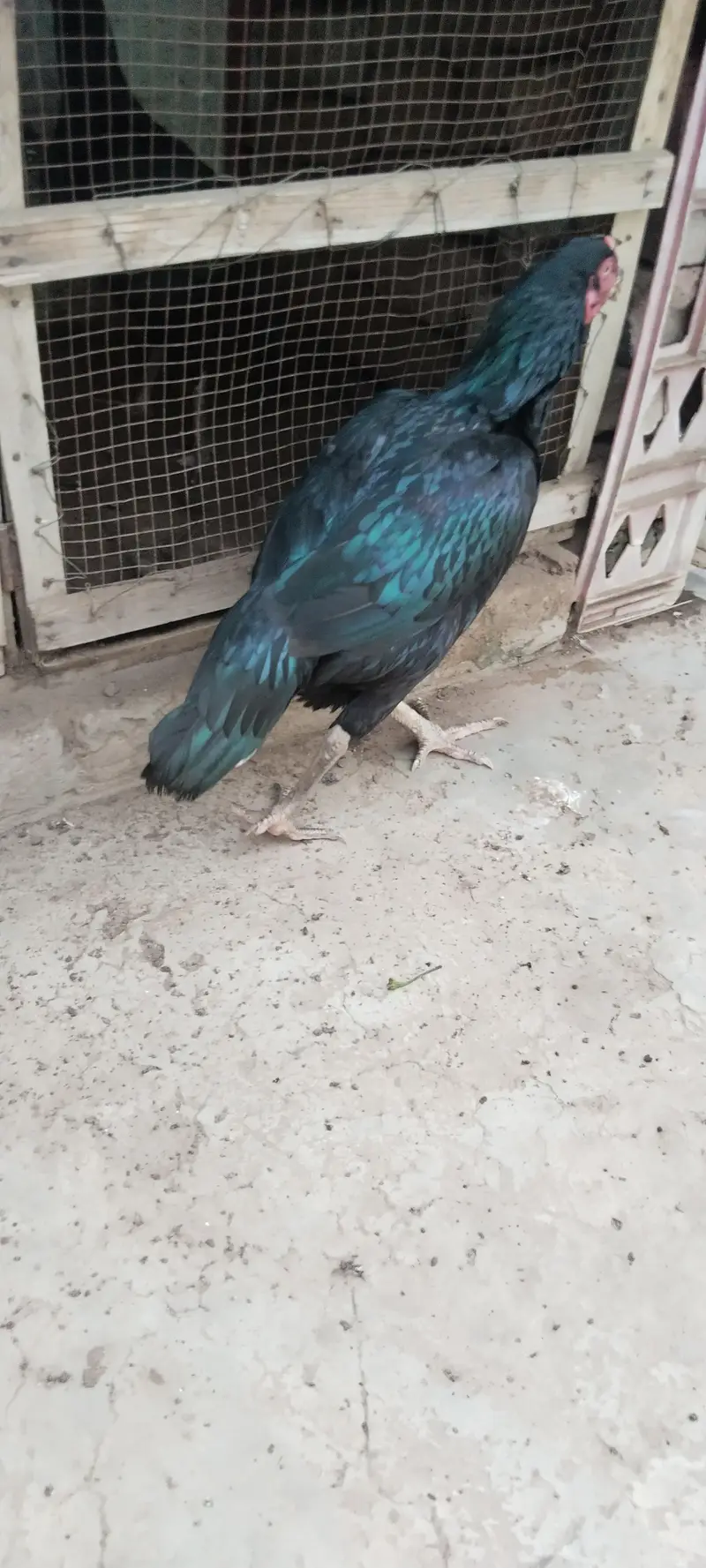 Mian wali breeder female — photo 5