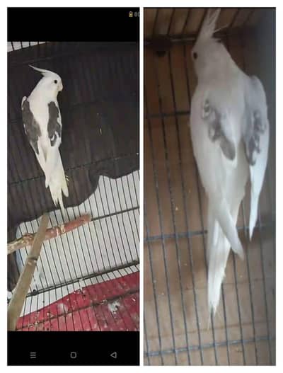 Mix lovebirds/ cocktails / ringneck / hogo