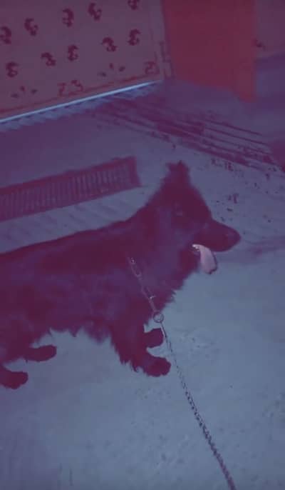 German shepherd long coat fr sale .