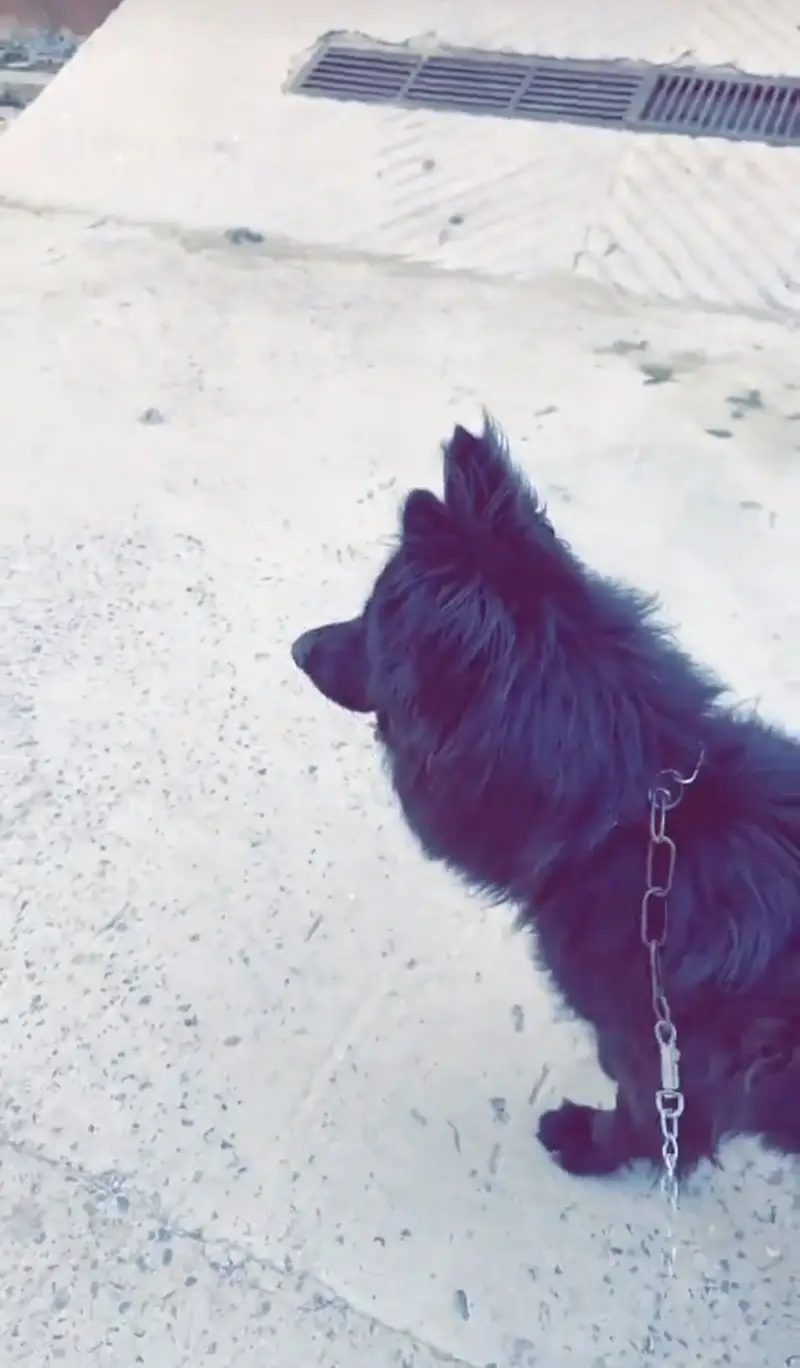 German shepherd long coat fr sale . — photo 2