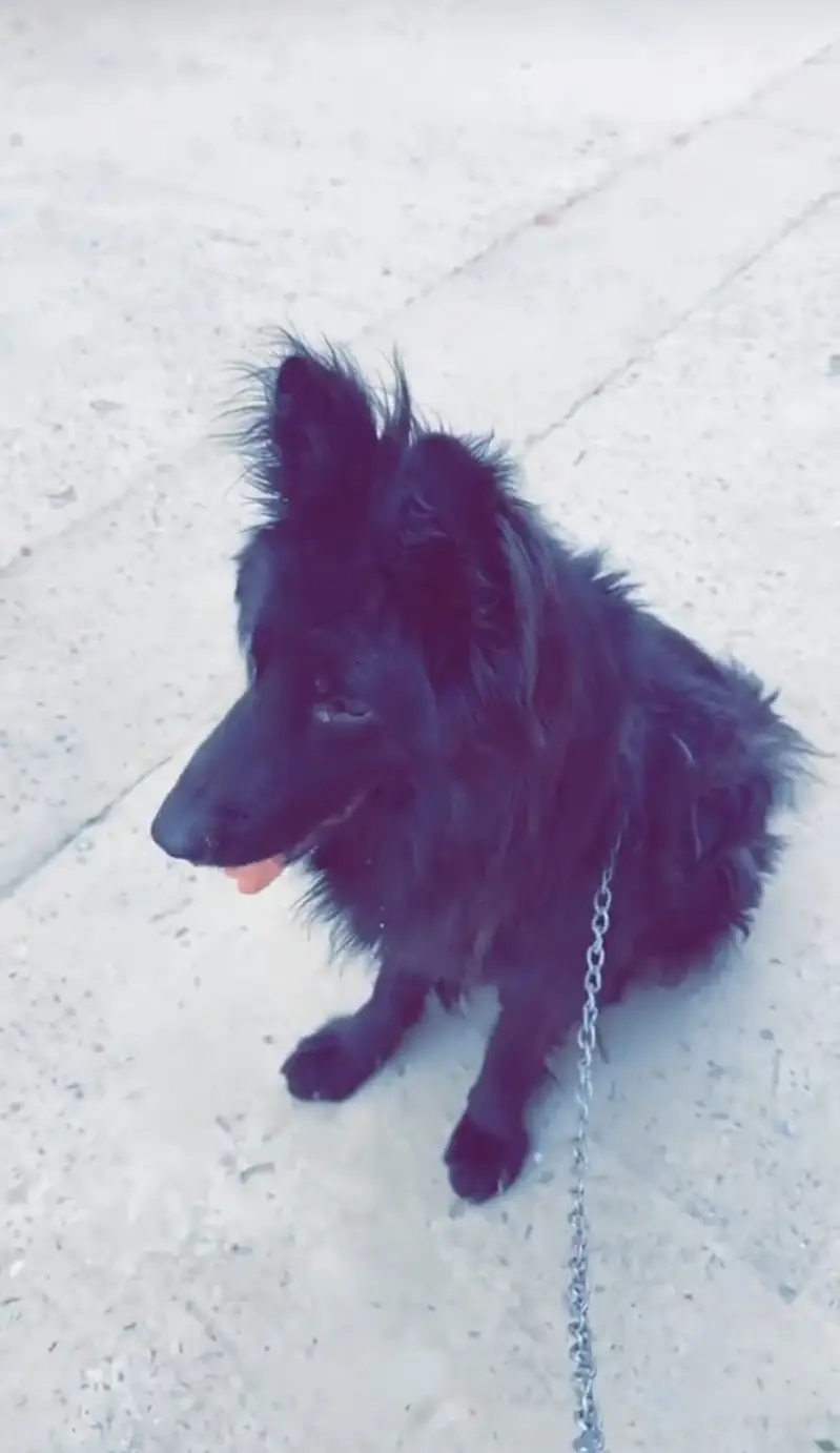 German shepherd long coat fr sale . — photo 3