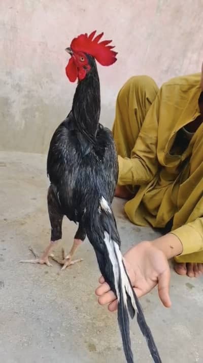 Kit Mushka Bangum Jaagri Pure