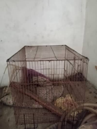 parrot cage