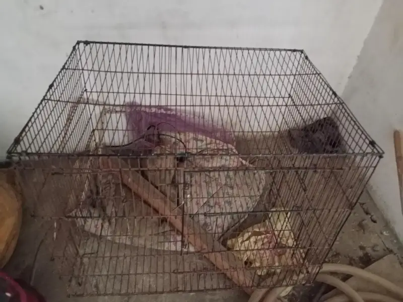parrot cage — photo 2