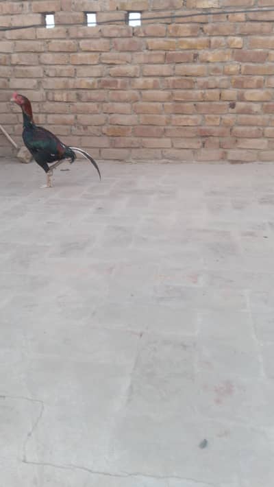 good animal