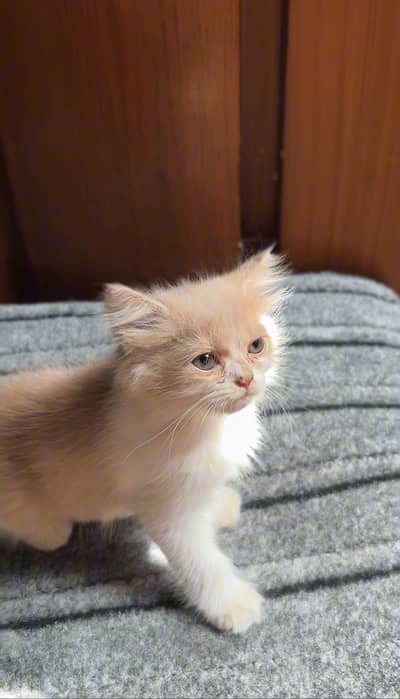 Persian kittens