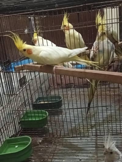 Cocktail 3breeder pair and cage for sale Read Add first