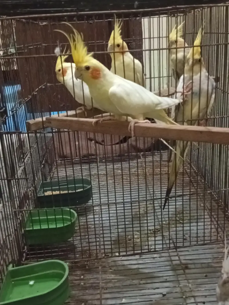 Cocktail 3breeder pair and cage for sale Read Add first — photo 2