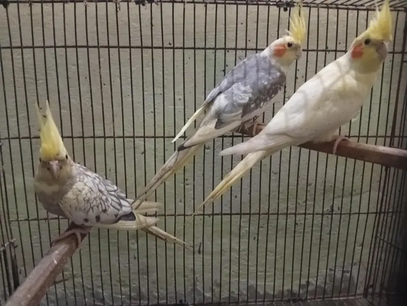 Cocktail 3breeder pair and cage for sale Read Add first — photo 3